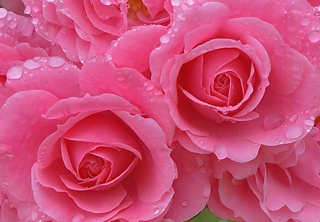 薔薇