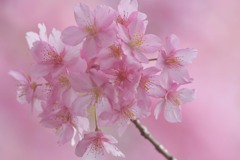 河津桜