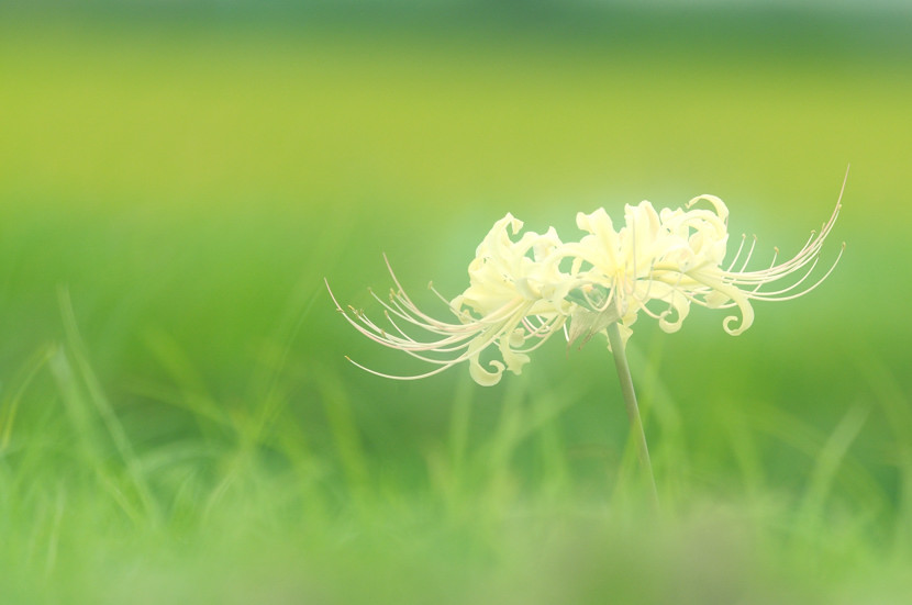 白彼岸花