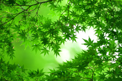青葉