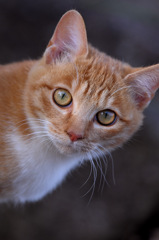ねこたん ねこたん