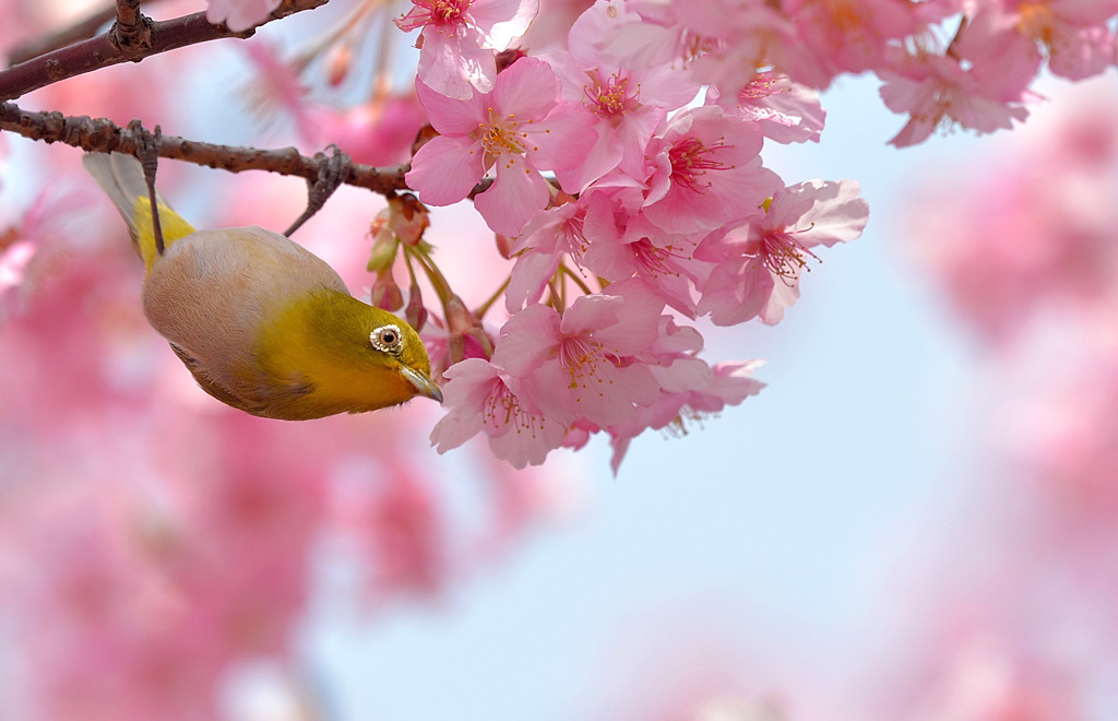 桜