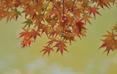紅葉