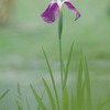 花菖蒲