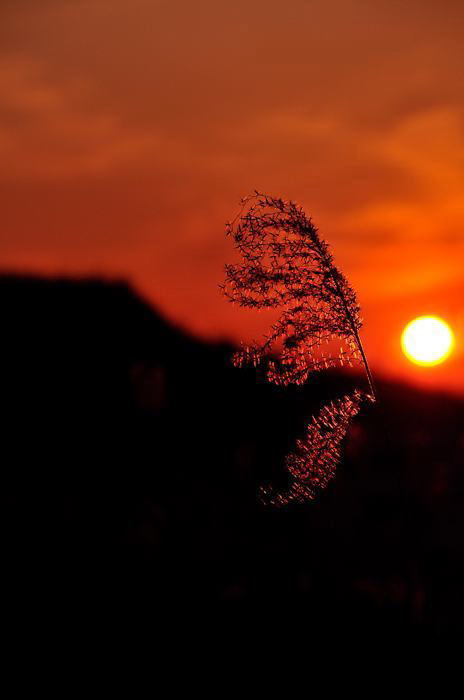 夕日