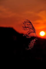 夕日