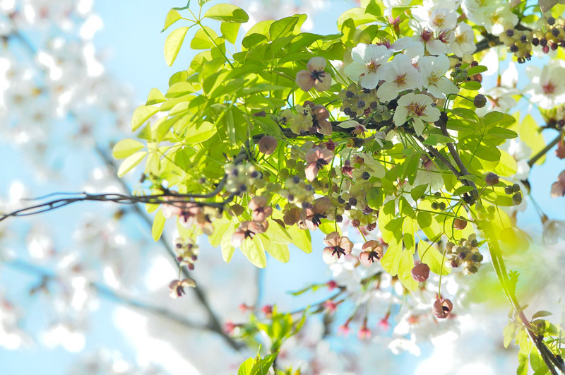 アケビの花
