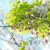 アケビの花