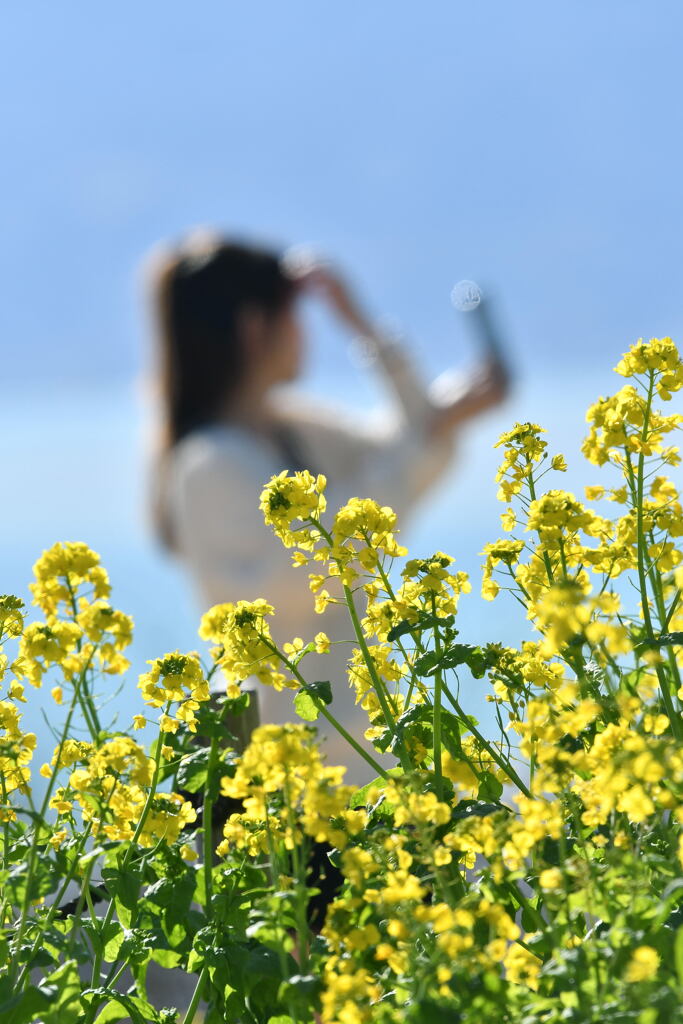 菜の花