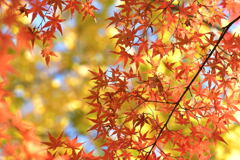 紅葉