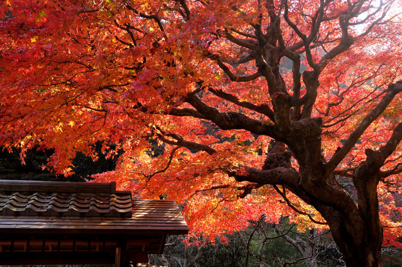 鎌倉　東慶寺