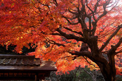 鎌倉　東慶寺