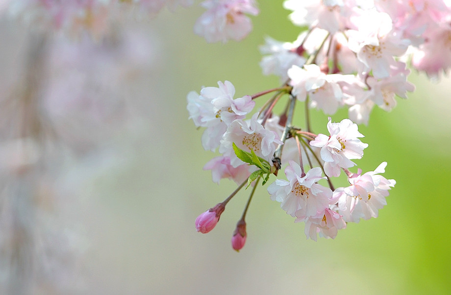 枝垂れ桜２