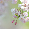 枝垂れ桜２