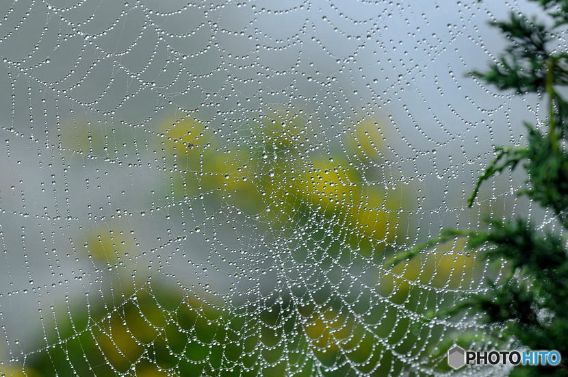 霧雨