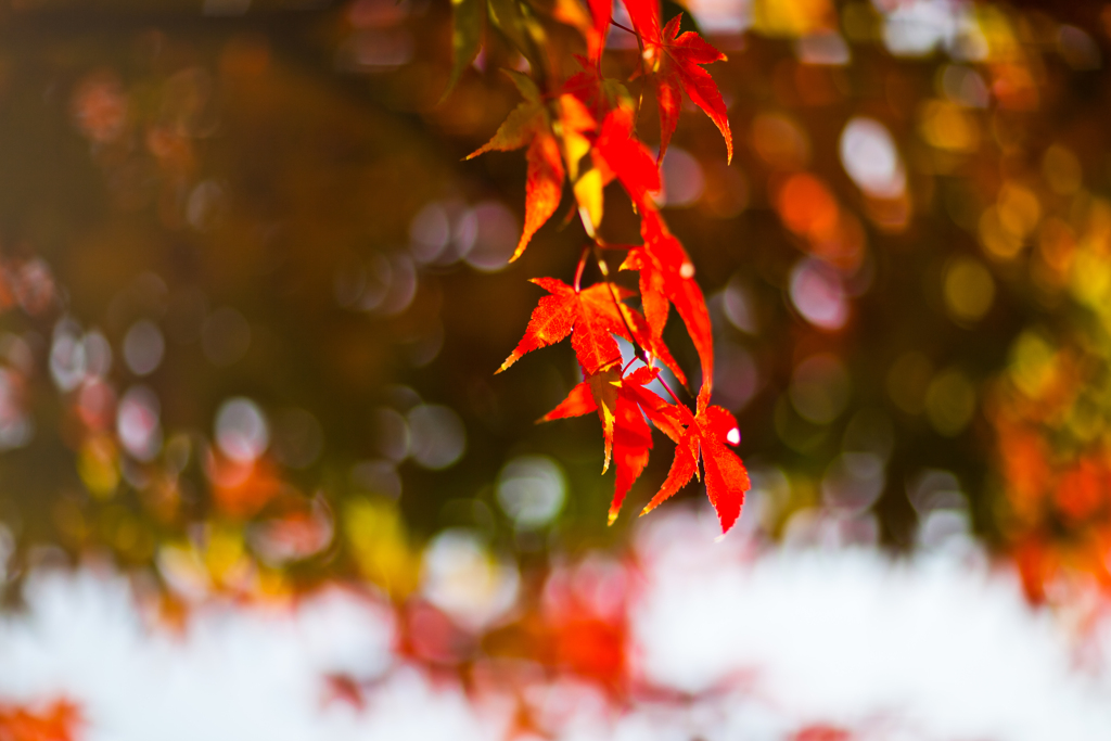 しだれ紅葉