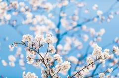 桜雪