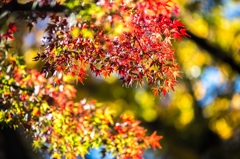 夜の紅葉