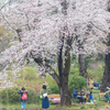 お花見日和