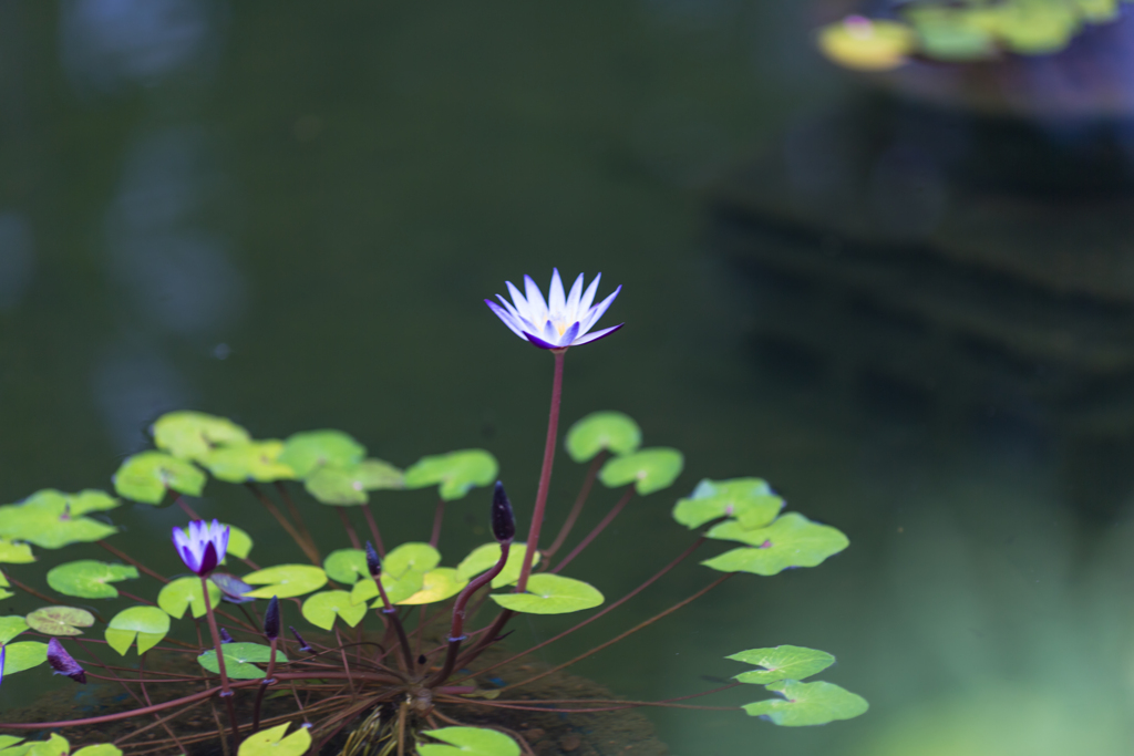 花開く