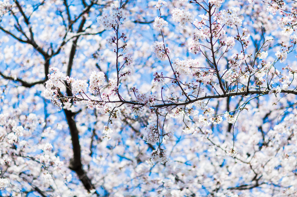 サクラ　桜　さくら