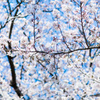 サクラ　桜　さくら