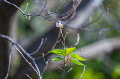 十月桜