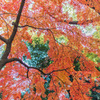 紅葉雨