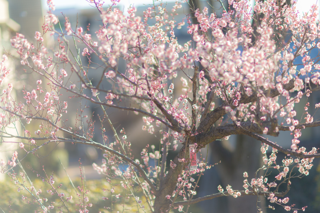夢うつつ