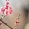 華を添えて