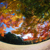 紅葉の宴