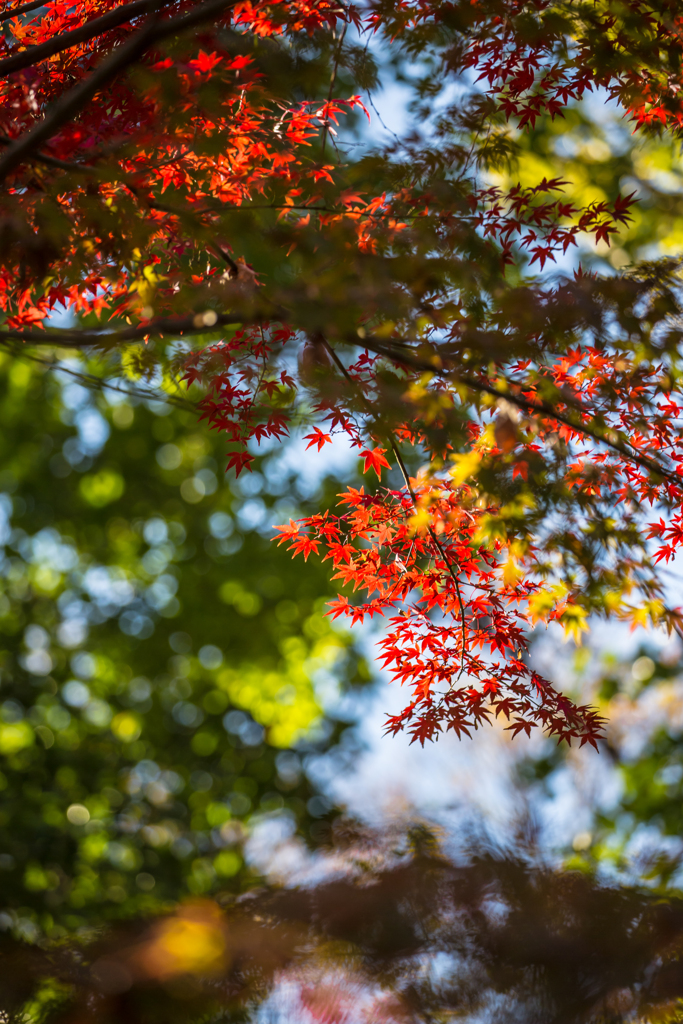 紅葉の窓