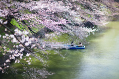 桜の下で