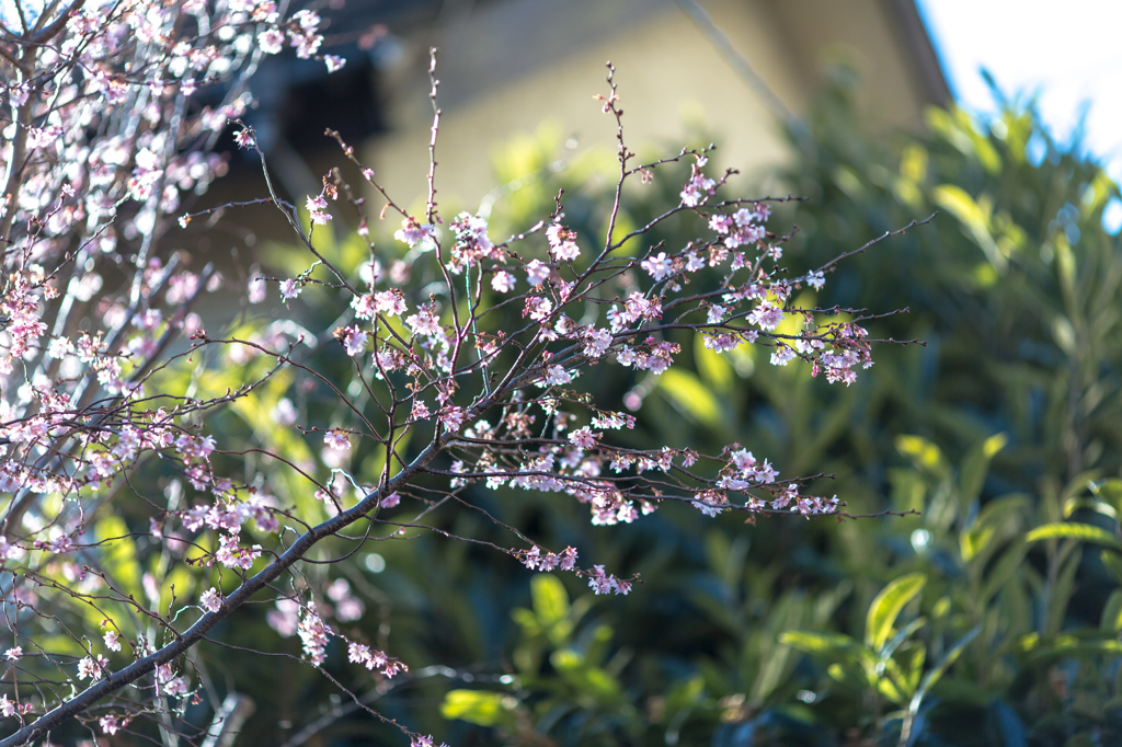 冬の桜