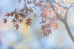 霞むもみじ