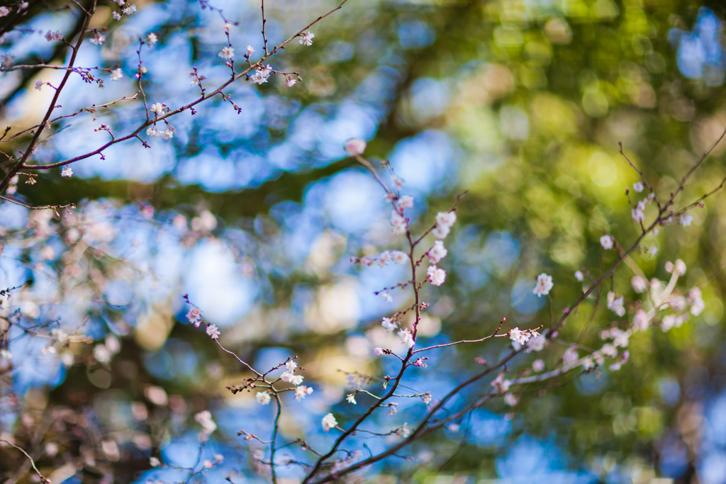 冬の桜