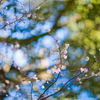 冬の桜