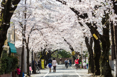 桜の下で