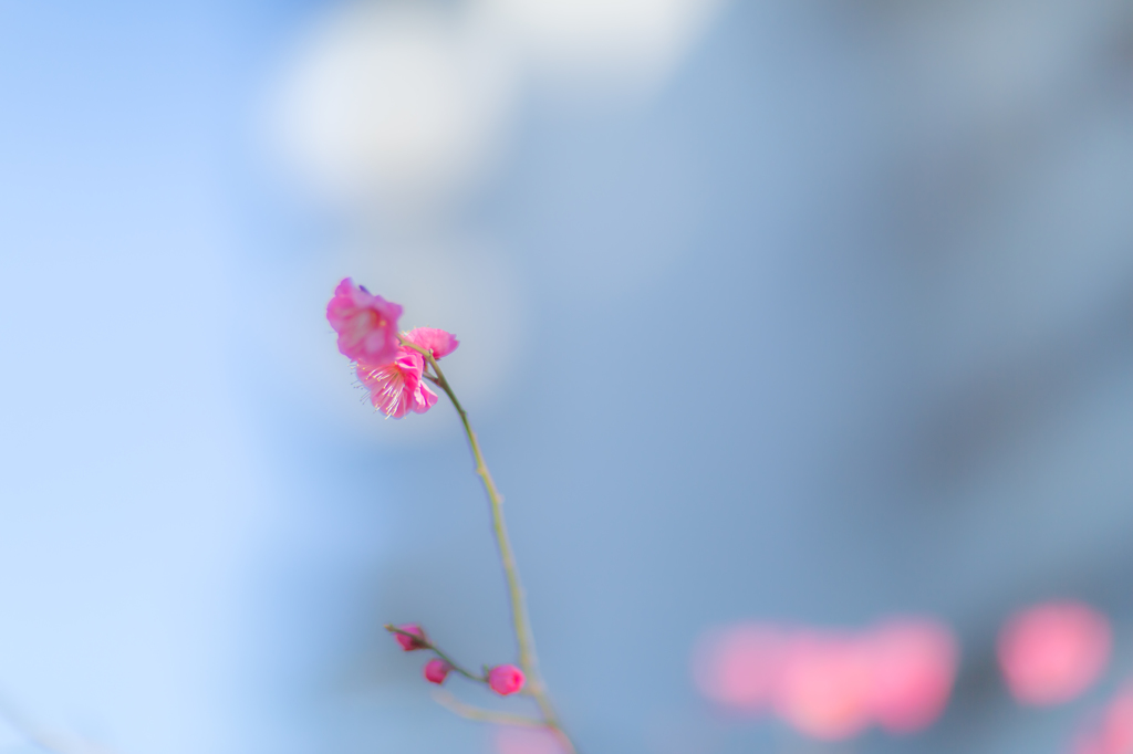 春よコイ