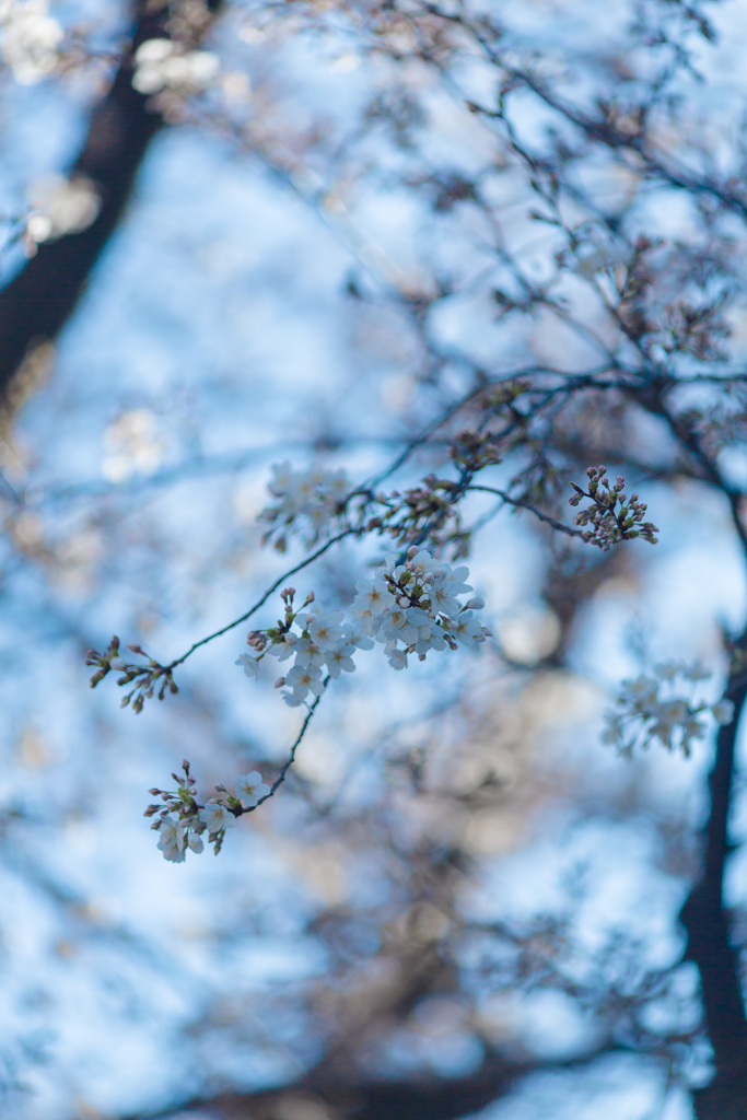 青色桜