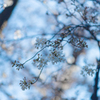 青色桜