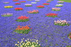 Grape hyacinth and Tulip 