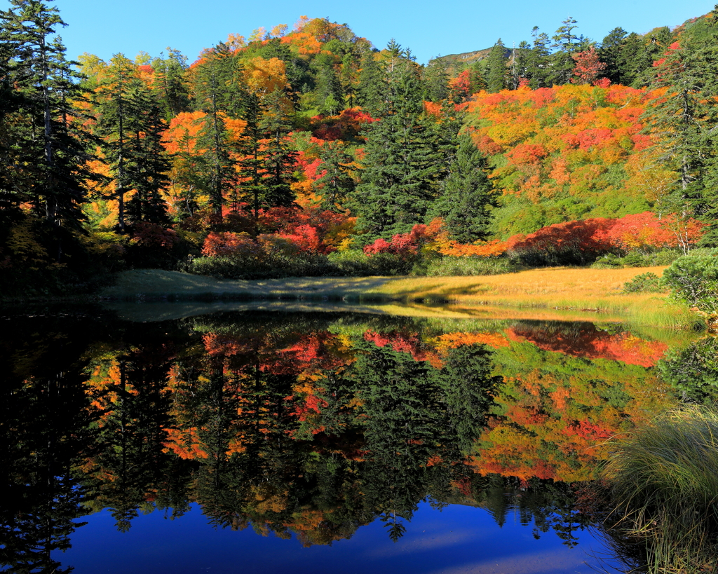 Autumnal leaves of beautiful Japan 