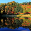 Autumnal leaves of beautiful Japan 