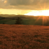 麦秋夕景