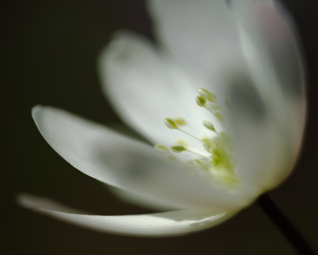 菊咲一華