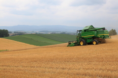 Harvest of wheat 