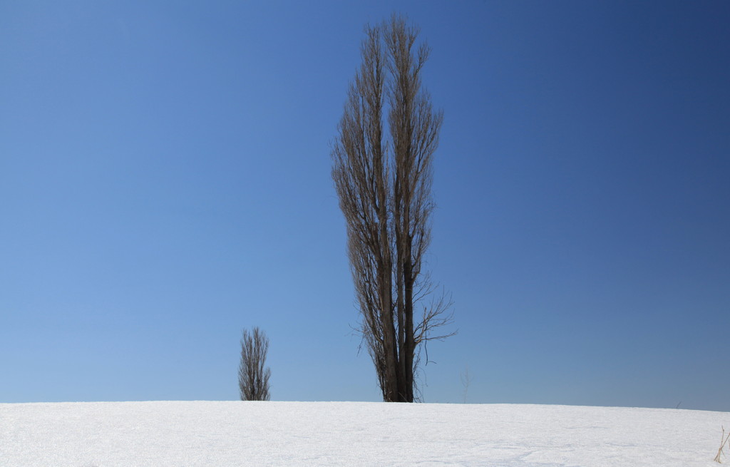 Poplar　