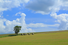 丘の夏～牧草ロールのある風景