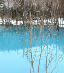 青い池とネコヤナギ